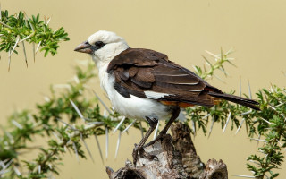Bird branch green leaves brown - arie smit free wallpaper