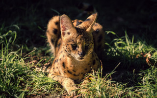 Cat sitting in grass blurry - a cat free wallpaper