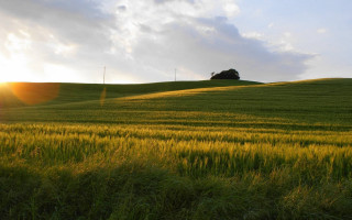 Grass tree sky sunset landscape - a tree in the distance free wallpaper