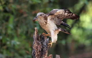 Bird perched wings spread woods - a bird of prey free wallpaper