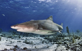 Large shark ocean fish seaweed - the bottom of the water free wallpaper