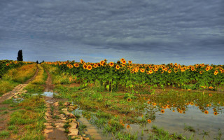 Sunflower field cloudy sky river - a dark sky in the background free wallpaper