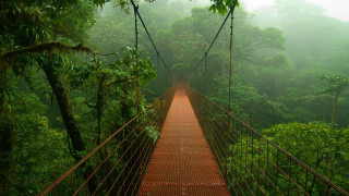 Suspension bridge forest people magic - digital photography free wallpaper