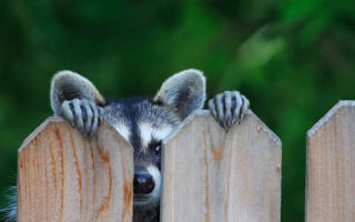 Raccoon peeking fence paws furry - furaffinity free wallpaper