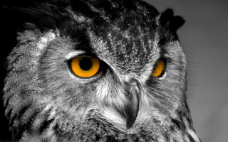Owl yellow eyes black white 2 - sharp focus free wallpaper
