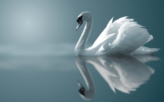 Swan reflection blur blue sky - its reflection free wallpaper