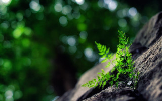 Fern rock woods macro blurry - free nature wallpaper for desktop