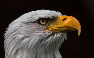 Bald eagle yellow beak macro - a bald eagle free wallpaper