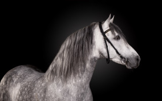 Gray horse white horse full - animal photography free wallpaper for desktop