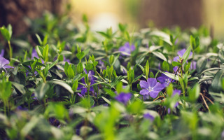 Purple flowers green leaves tree - the ground and a tree in the background free wallpaper