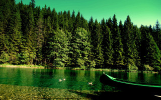 Green canoe lake forest ducks - alen divi free wallpaper