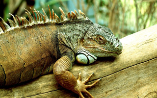 Lizard spikes branch animal photography - a lizard free wallpaper