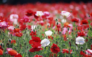 Red white flower field impressionist - ammi phillips free wallpaper