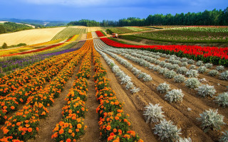 Flower field tractor sky clouds - rich vivid color free wallpaper