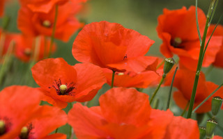 Red flower blurry background autumn - the grass together free wallpaper