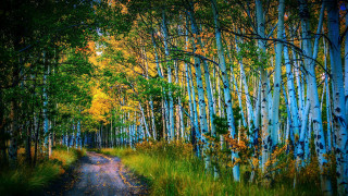 Forest path bush fence night - tall tree and grass free wallpaper