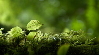 Leaf mossy surface bokeh nature - a mossy surface free wallpaper