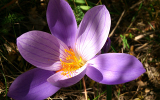 Purple flower butterfly nature macro - the middle of the field free wallpaper