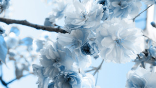 Blue branch blue sky flowers - blue flower free wallpaper