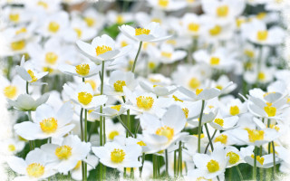 White flower field bokeh daisy - yellow center free wallpaper for desktop