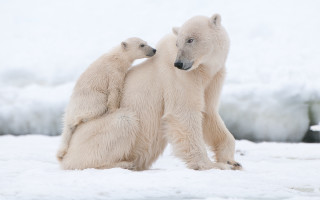 Polar bears snow ecological art 4 - free hearts wallpaper