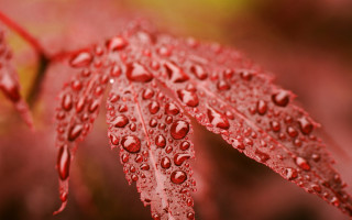Red leaf water droplets macro - a yellow leaf free wallpaper