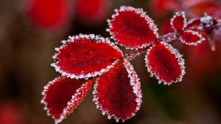 Frosted spider lily red moon 2 - free winter wallpaper