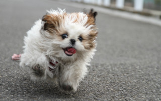 Small dog running impressionist motion - mouth open free wallpaper