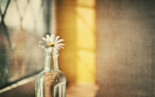 Glass bottle flower table window 2 - soft focus free wallpaper