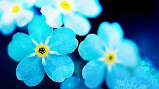 Blue flowers snowflakes starry sky - snow flake free wallpaper
