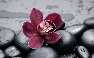 Flower black rocks pink white - the petal free wallpaper for desktop