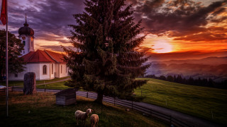 Church tree sunset sheep grass - a few sheep free wallpaper