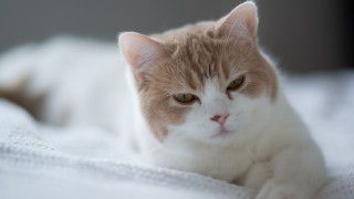 Cat blurry bed black gray - a gray wall behind free wallpaper