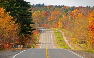 Autumn road trees falling leaves - the tree and grass free wallpaper