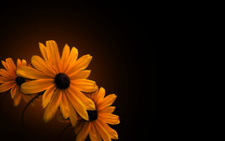 Yellow flower bouquet 3d art - dennis flanders free wallpaper