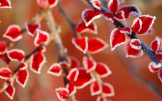 Frosted plant with red flowers - a close up of a plant free wallpaper