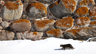Cat walking snow rock wall - carlhenning pedersen free wallpaper