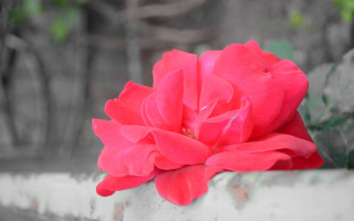 Red flower white vase green - a green plant in the background free wallpaper
