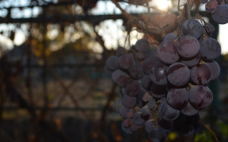 Grapes vine field sunshine bokeh - bela čikoš sesija free wallpaper