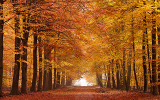Forest path autumn leaves bare - the ground and a person free wallpaper
