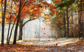 Autumn forest leaves sunbeam falling - a forest free wallpaper