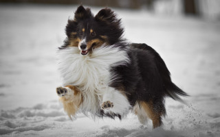 Dog snow running open mouth - paw free wallpaper