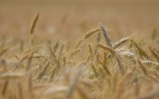 Wheat field tilt shift closeup - a field of wheat free wallpaper