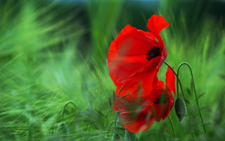 Red flower grassy field blurry - a grassy field free wallpaper for desktop