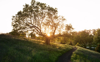Tree hill sunshine autumn leaves - the ground below free wallpaper for desktop