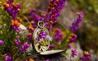 Pocketwatch rocks flowers purple macro - a pocket watch free wallpaper