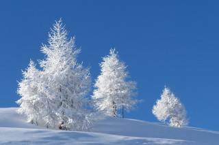 Snowy hill trees blue sky 2 - hill free wallpaper