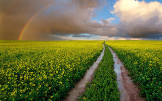 Dirt road field rainbow sky 2 - a dirt road in a field free wallpaper