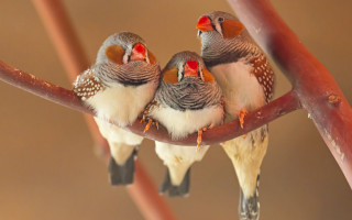 Three birds open beaks blurry - three bird free wallpaper