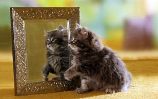 Cat mirror reflection surrealism blurry - a mirror free wallpaper